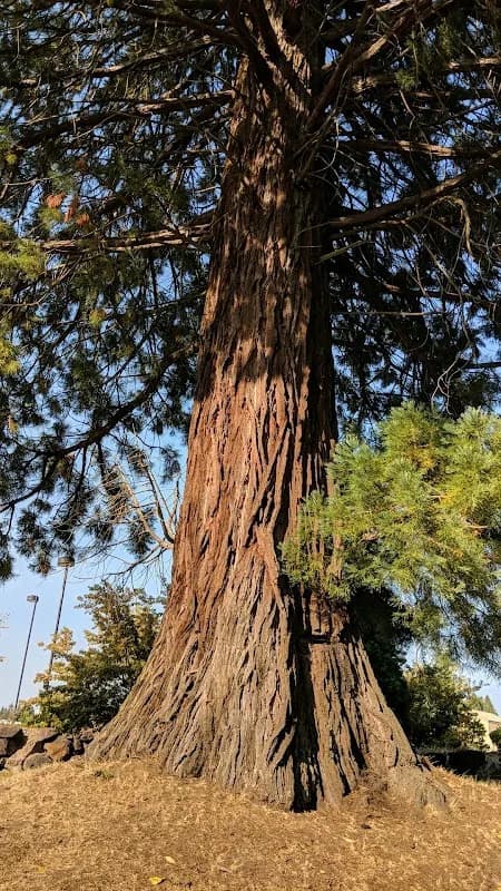 Big Rock Park