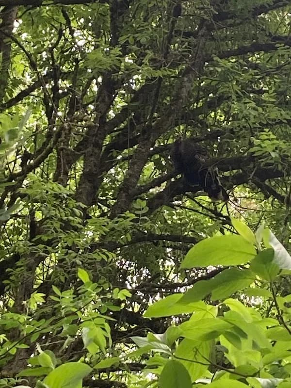 Eastside Audubon Society