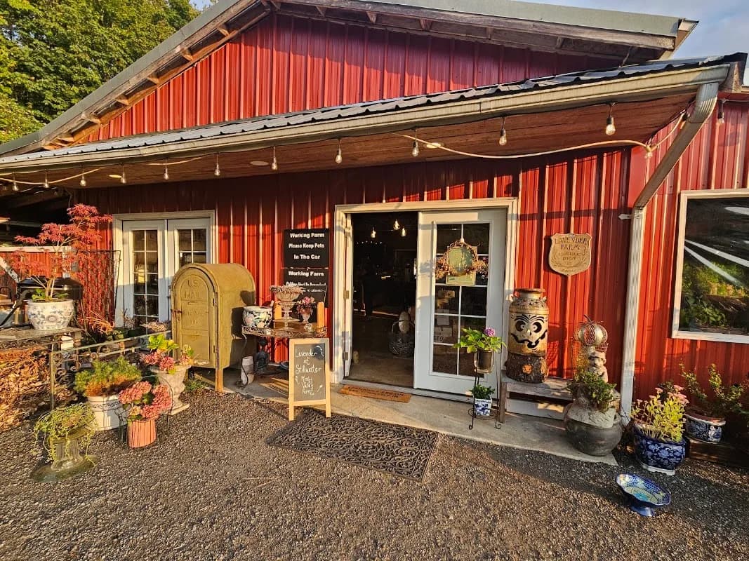 Misty Valley Farm Lavender at Stillwater photo 2
