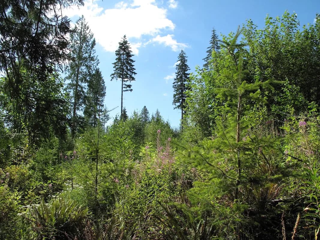 Ring Hill Forest