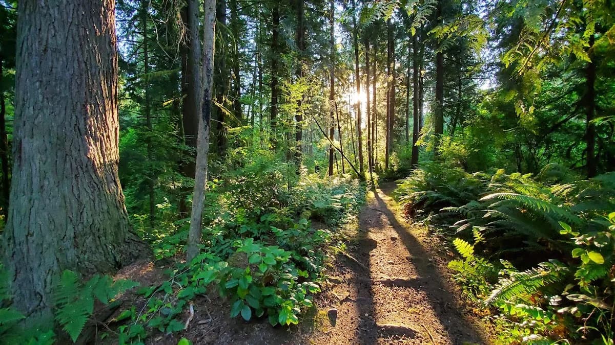Ring Hill Forest photo 2