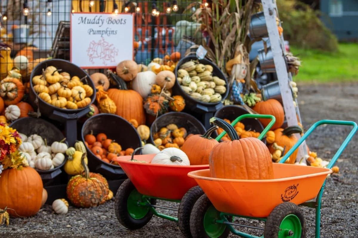 Muddy Boots Pumpkins
