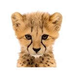 Cherry Valley Elementary Cheetahs Duvall Washington